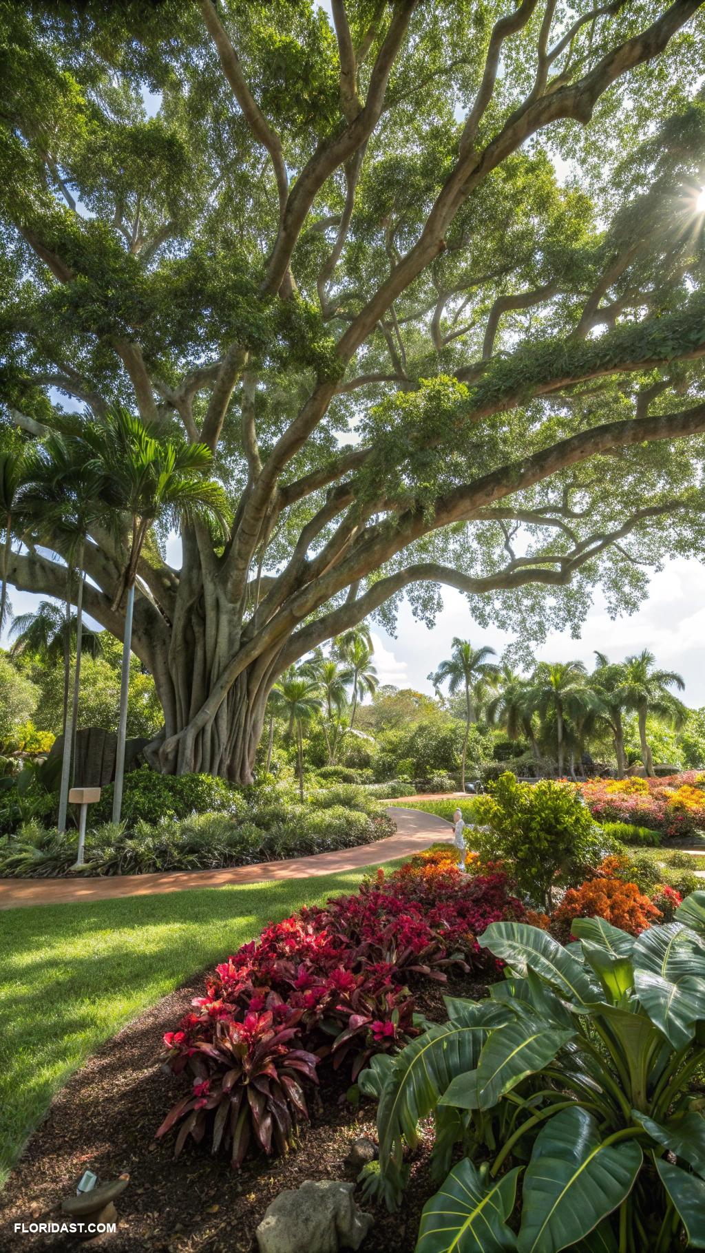 tropical plants Ficus trees provide lush green shade